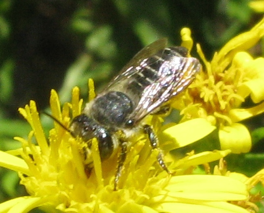 femmina di Megachile sp.